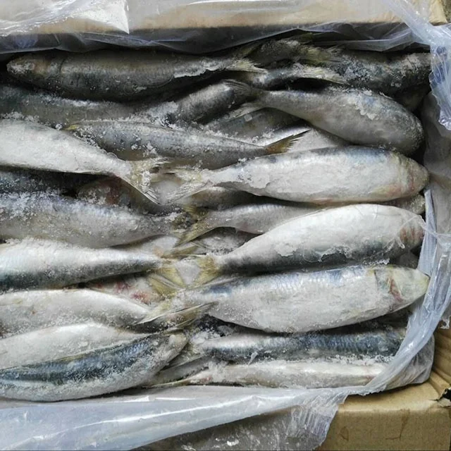  Сардинская рыба научное название сардинелла