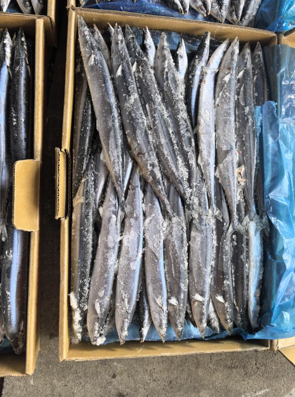 Factory Price Frozen Pacific Saury Fish Various Size Cololabis Saira
