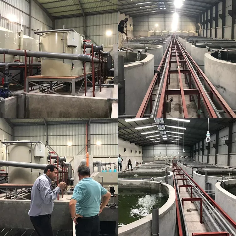 Factory price custom made high quality ras aquaculture system fish farming equipment full set for sturgeon breeding