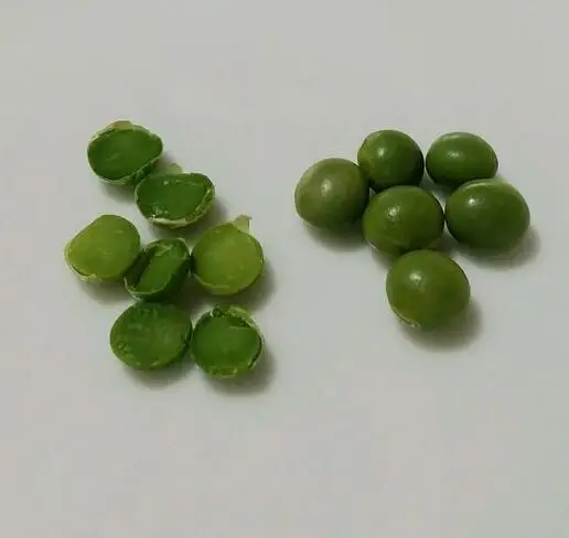 china tofu use soybean milk sprouting soybean different size can choose double mung bean