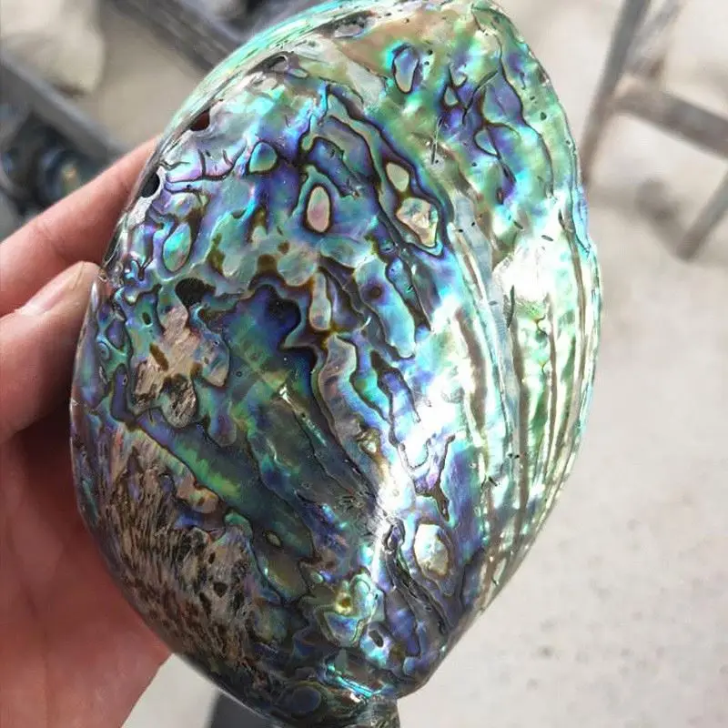 50-60mm Natural polished Abalone Shell Natural Craft Seashell