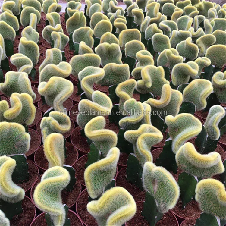 
Natural Plant Cactus 