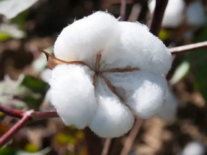 
PROCESS COTTON A GRADE 