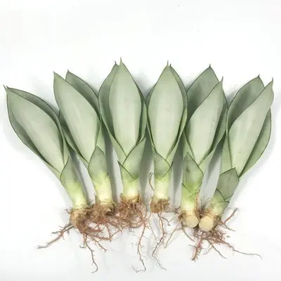 Комнатное растение Sansevieria, оптовый поставщик