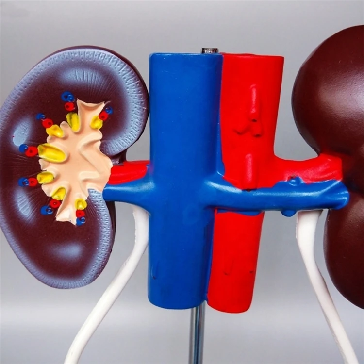 Медицинская демонстрация материала и анатомии из ПВХ модель женской вагины мочеполовой системы