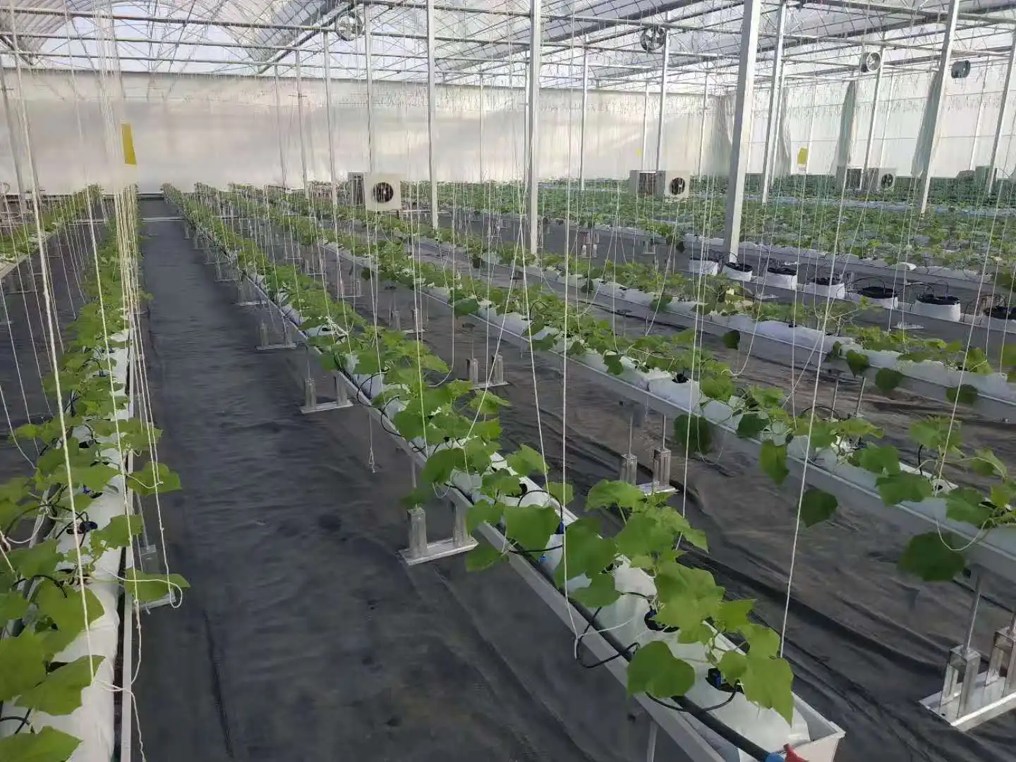 6000 Square meter greenhouse hydroponic system