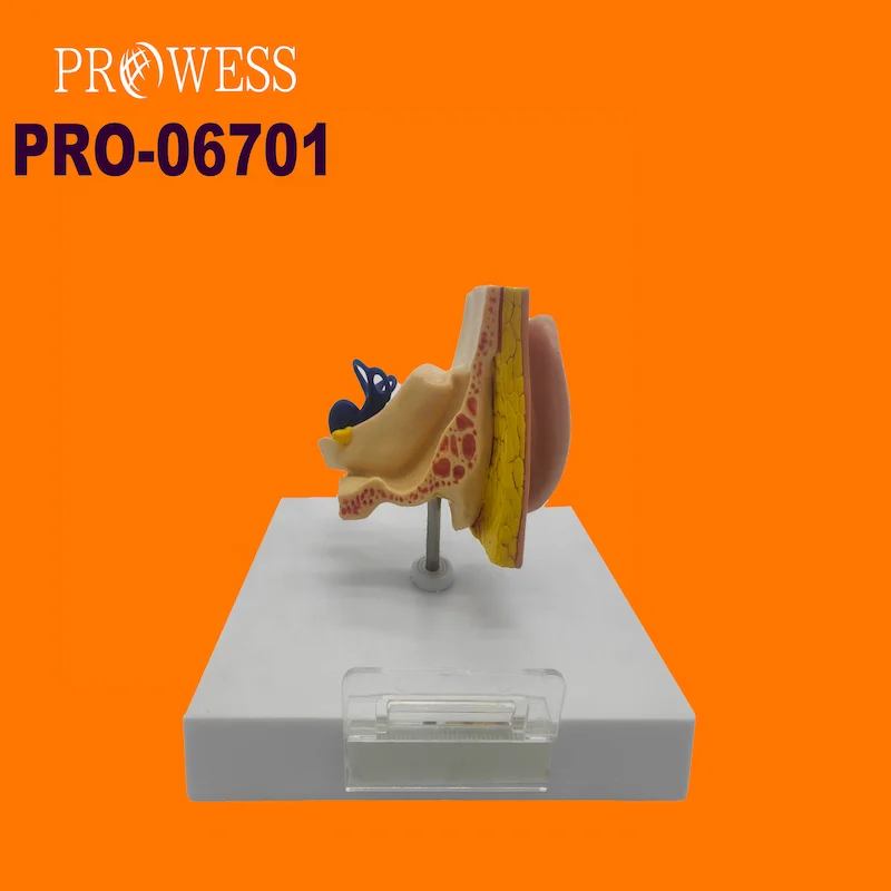 PRO-06701 Top models of 3D Human Giant silicon ear model stand display and aids ear educational model 3d ear anatomy