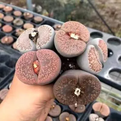 Hot sale 4.5-5cm Lithops succulent wholesale cactus new succulent plants living stones big brown Lithops