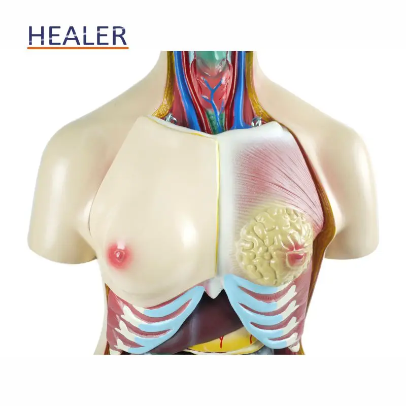 Human Half Body Manikin Organ Teaching Model, Anatomical Human Body Torso Anatomy Model