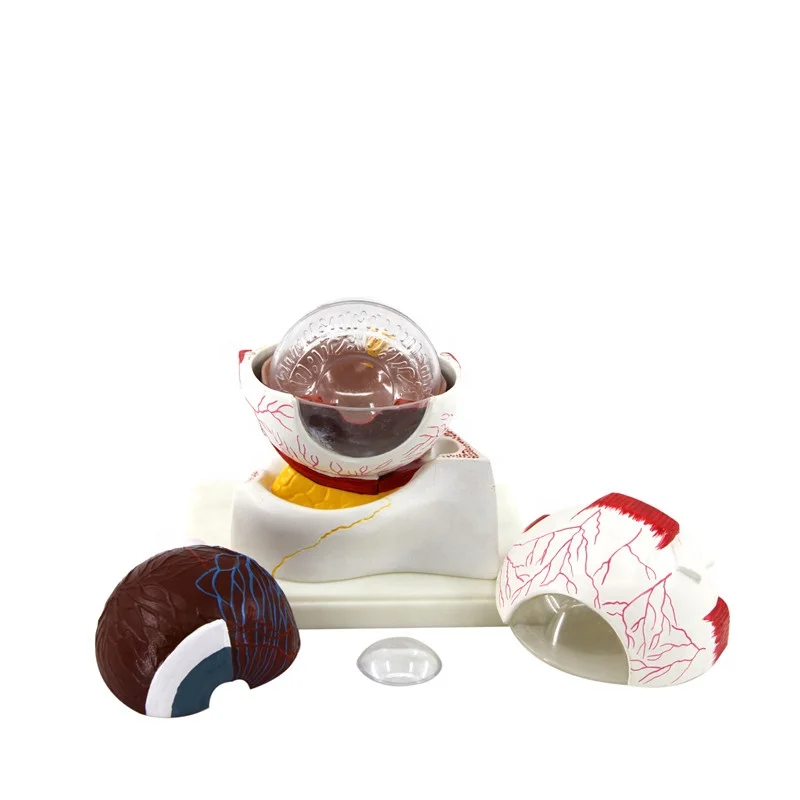 Анатомическая медицинская увеличенная модель человеческого глаза из ПВХ