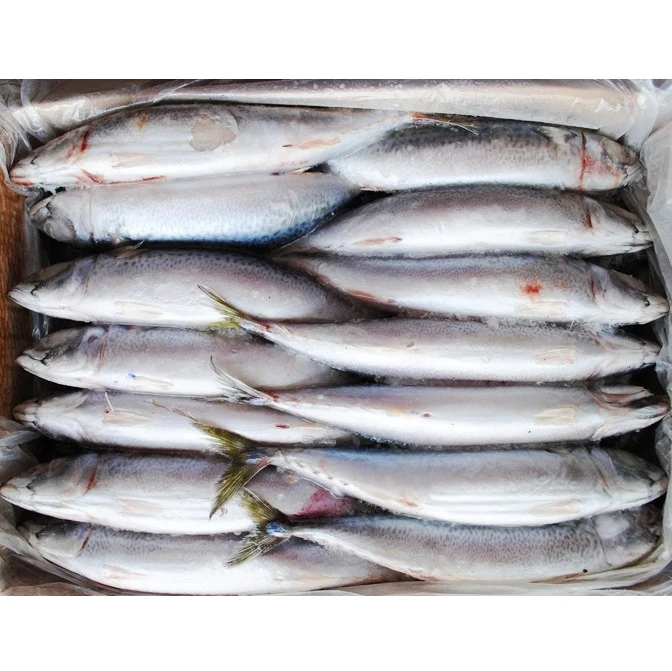  Замороженная скумбрия Scomber Fish хорошего