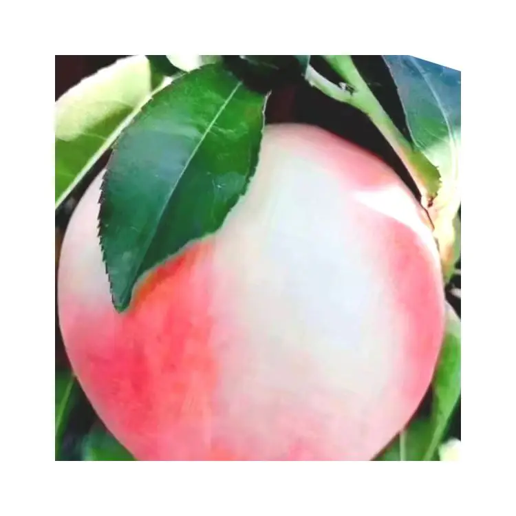 2021 Wholesale High Quality natural beauty delicious fruit chinese peach Beijing no.7 sweet fresh peaches