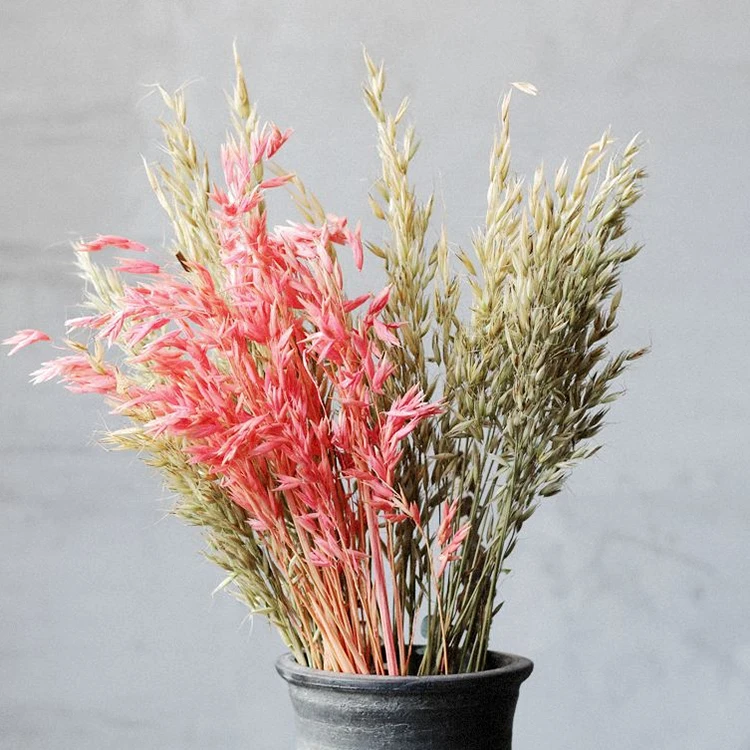 natural plant Oats real Avena Sativa bundle dried decorative flower for vase of house