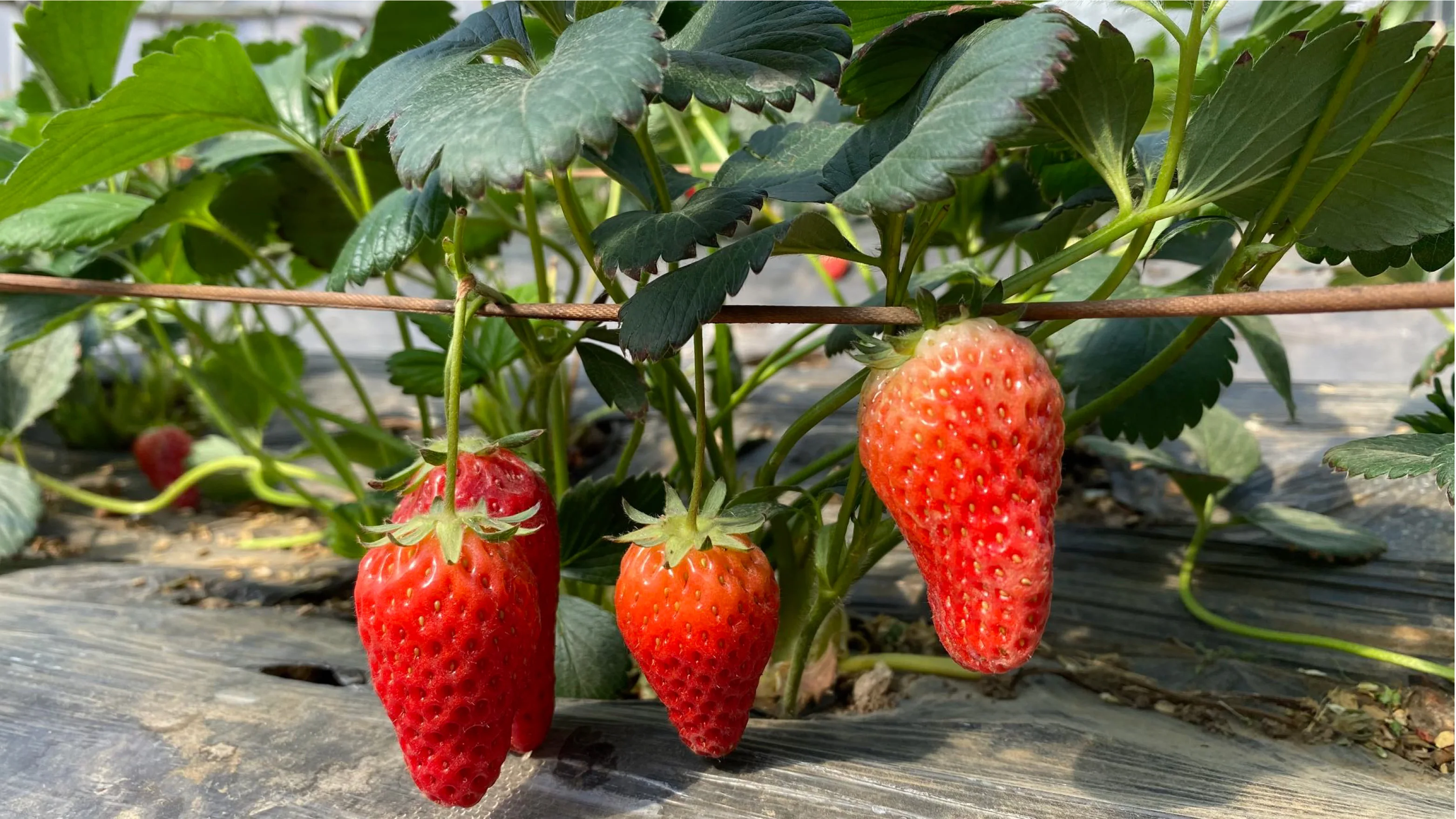 Agriculture Bacillus Subtilis