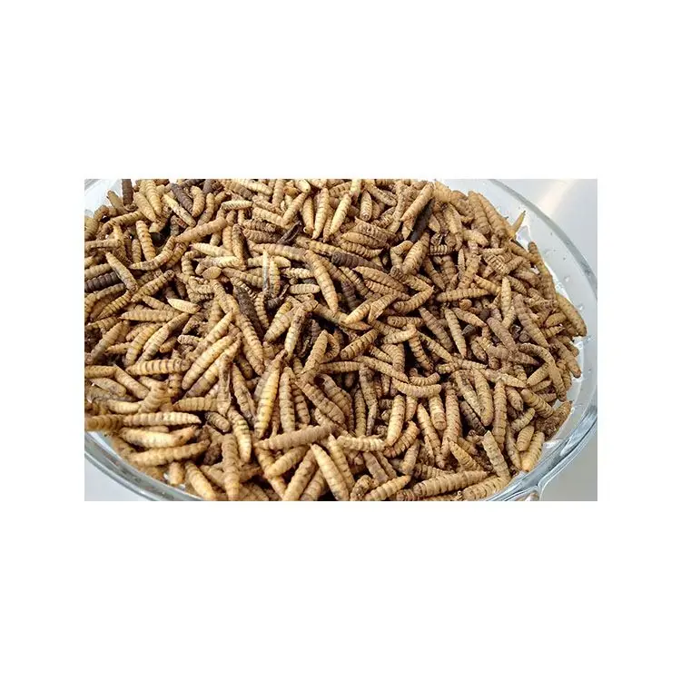 
Manufacturer Price feed insect protein farm larvar black fly soldier 