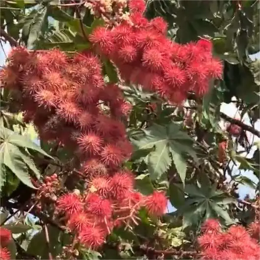 HL - Cold Pressed Carrier Oils Golden Supplier, Bulk Price 1Kg Organic Castor Oil For Face, Hair Growth, Skin, Eyelashes, ETC...