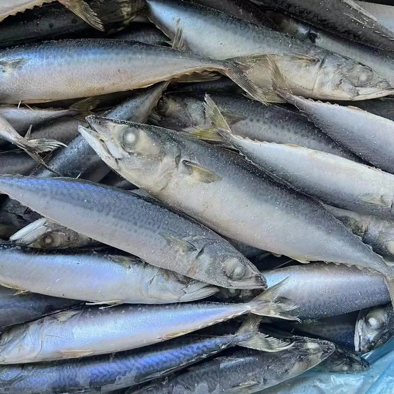 New Stock Frozen Fish 100-200g Light Catching Frozen Pacific Mackerel Fish