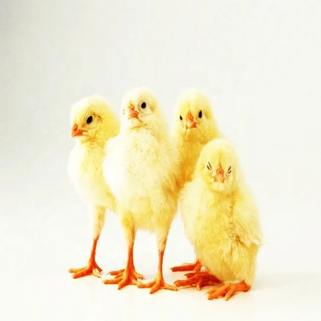 Замена метионина квазивитамин бетаина Hcl 95% CAS № 590-46-5 кормовой сорт заводская цена на поросят