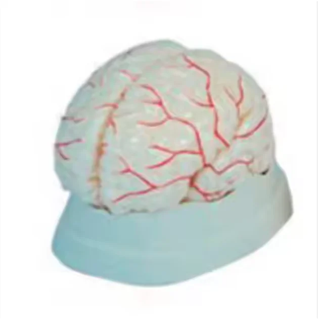 ADA-A1051 Medical science human brain artery anatomy model