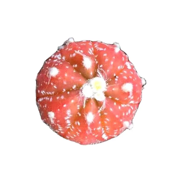 
Grafted mini cactus live cactus fleshy plant sold at a low price or used by growers 