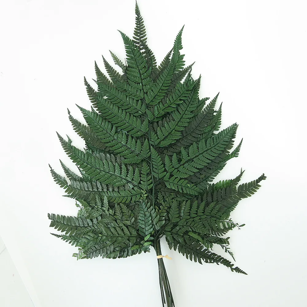 Immortal fern leaf mangosteen leaves dried flowers home decoration shooting props natural real flower leaves