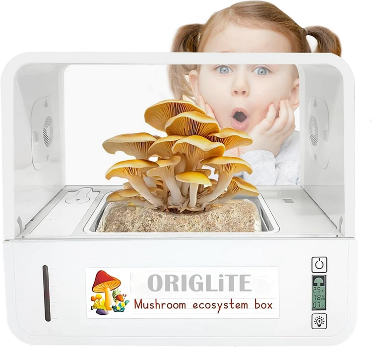 Mushroom Kit Box