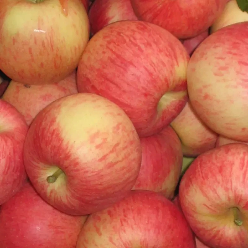 Chinese Sweet Taste Fresh Delicious apples wholesale