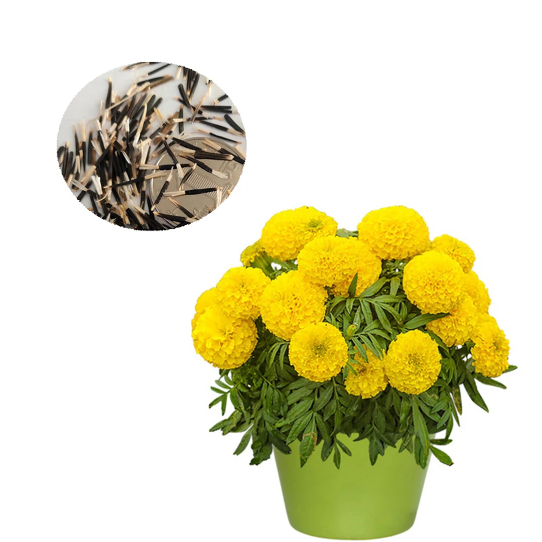 Оптовая продажа китайских автошин гномик желтого цвета в африканском стиле; Семена бархатцев для посадки 1 кг от порезов/повязка на запястье для защиты от цветок бархатцы erecta