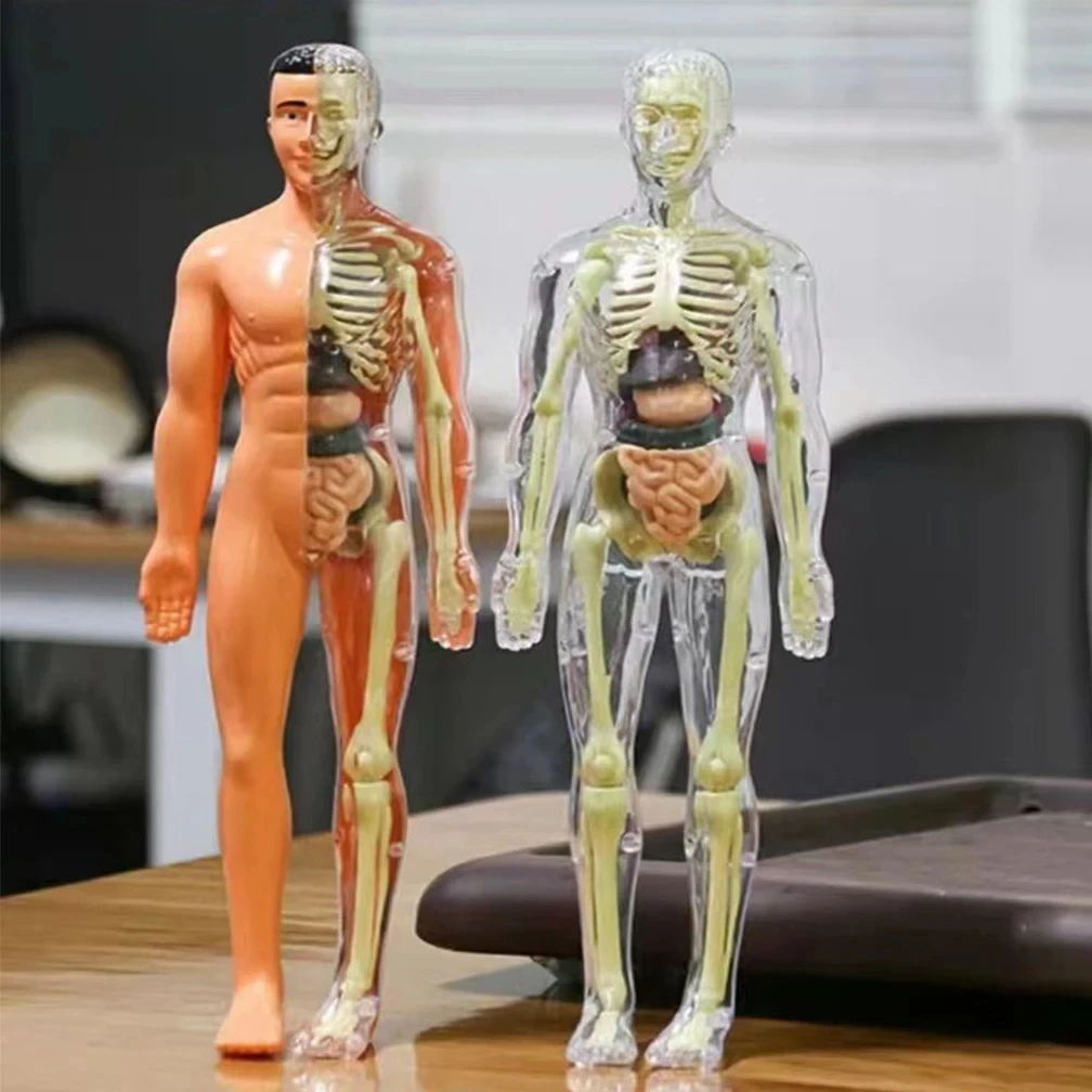3d Human Body Torso Model For Kid Anatomy Model Skeleton Model DIY Organ Assembly Educational Learning Toy Teaching Tool