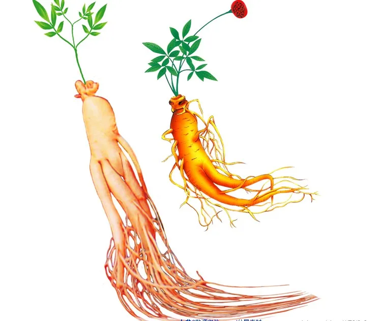 
Buy 100% nature pure korean red ginseng root panax ginseng extract powder tea Ginsenosides drink bulk price 