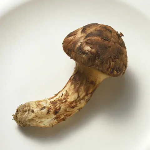 detan Export Wild freeze dry matsutake slices matsutake freeze dried for sale