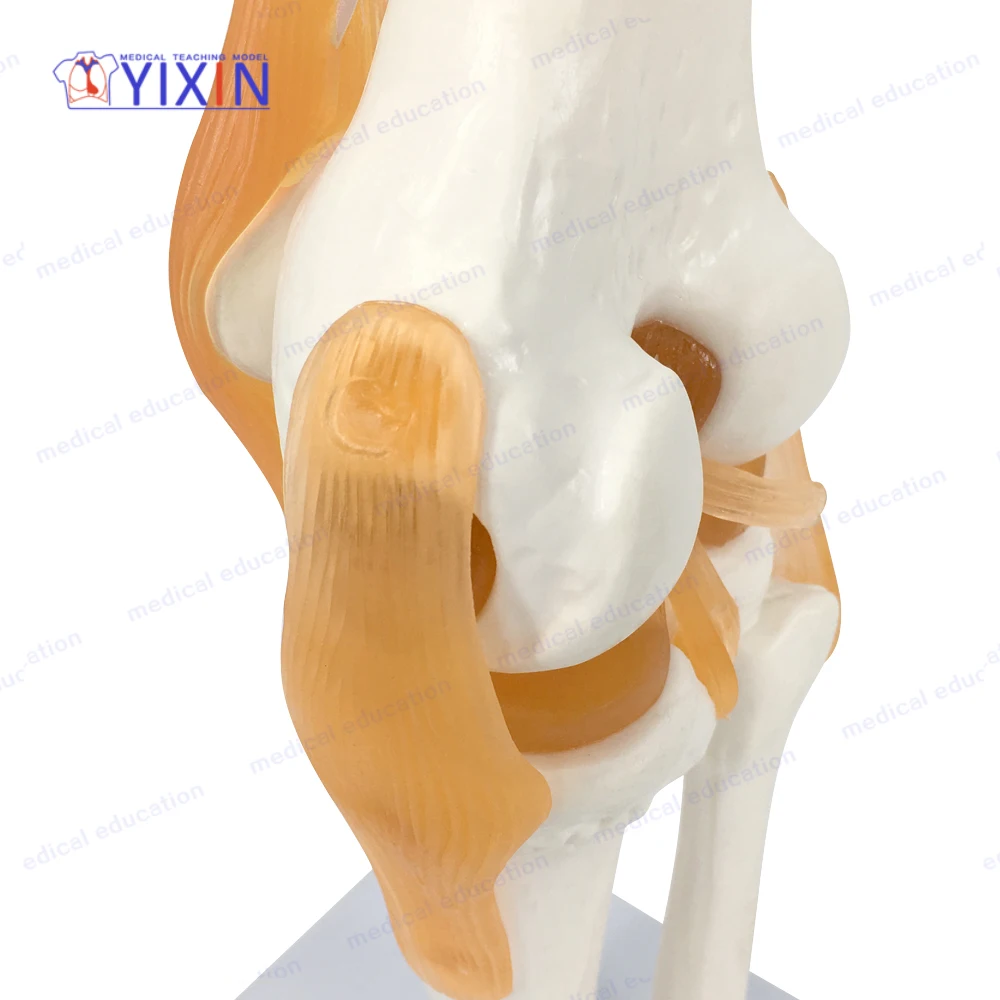 
Human Knee Joint Skeleton Model with Ligament Function Model for Medical Learning 