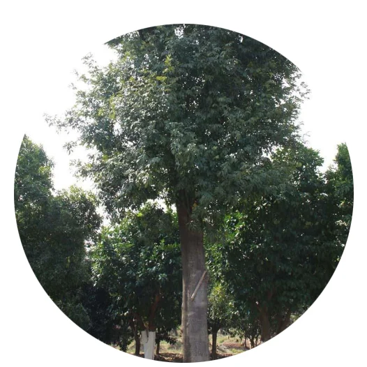 2021 fresh ornamental plants seeds Ormosia hosiei tree seeds/High quality seeds for planting