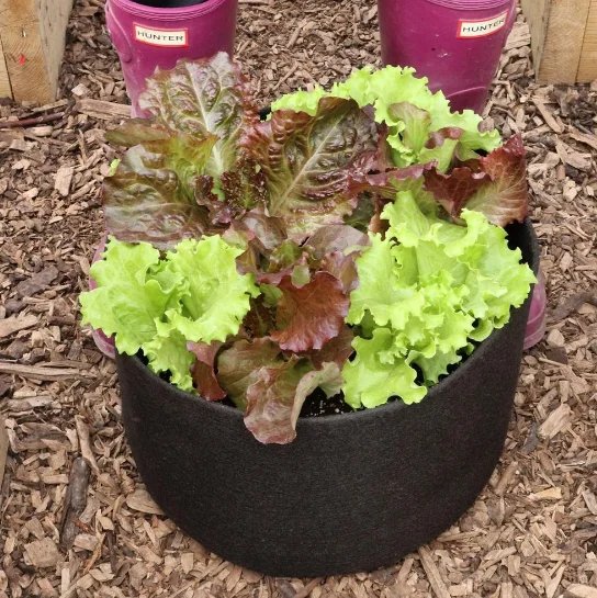 12 шт. в комплекте 5-галлонная бутылка растительного цветок растение растет сумки с ручками