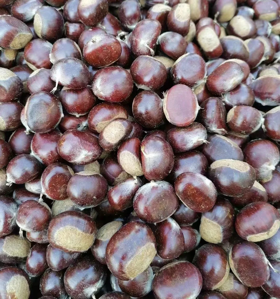 Новинка 2022, свежий урожай каштана, Даньдун, каштан, тайянский каштан