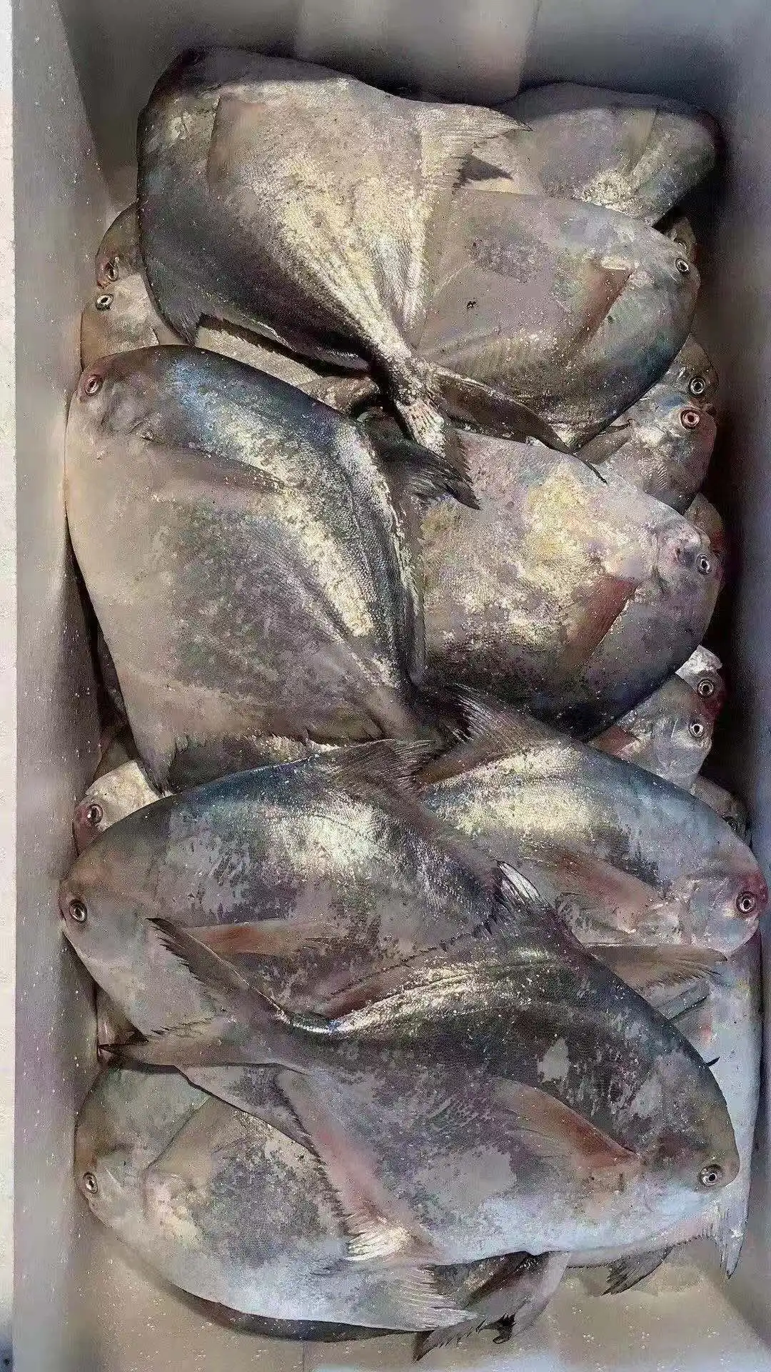 Wholesale Fresh Frozen Silver White Pomfret Frozen Fish