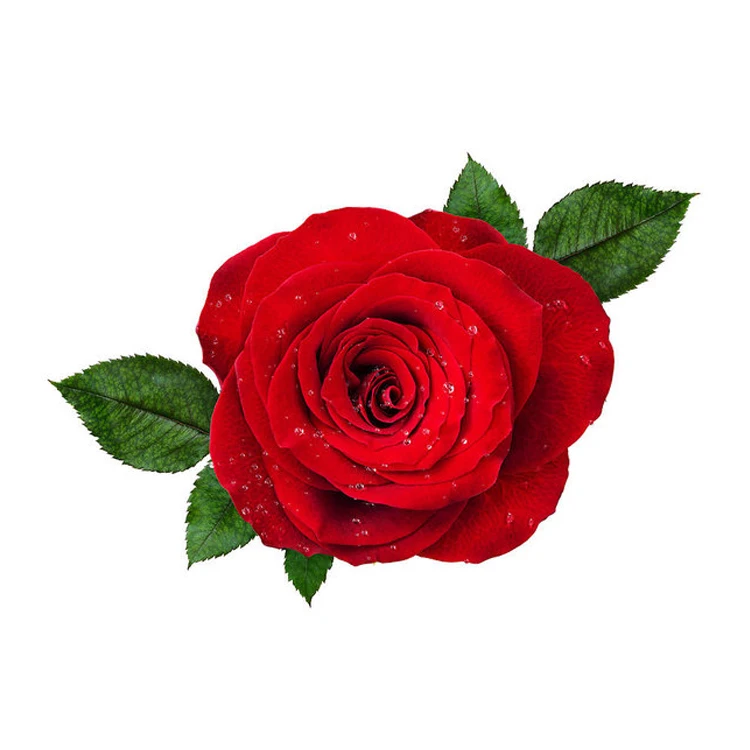 
100% Natural Bulk Sandalwood Based Rose Attar from Trusted Exporter  (143481906)