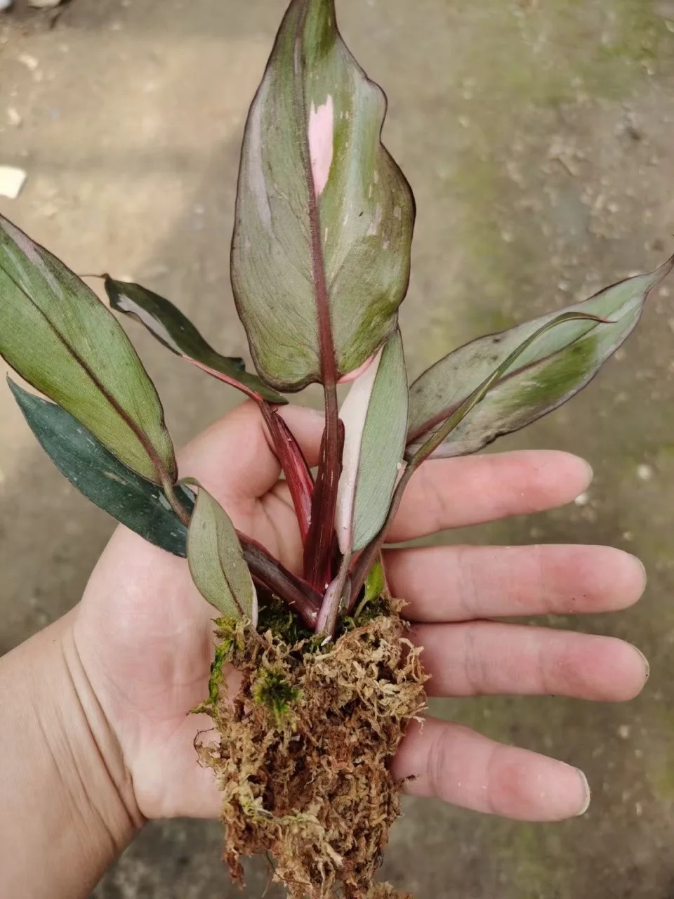 Розовая Принцесса Philodendron в