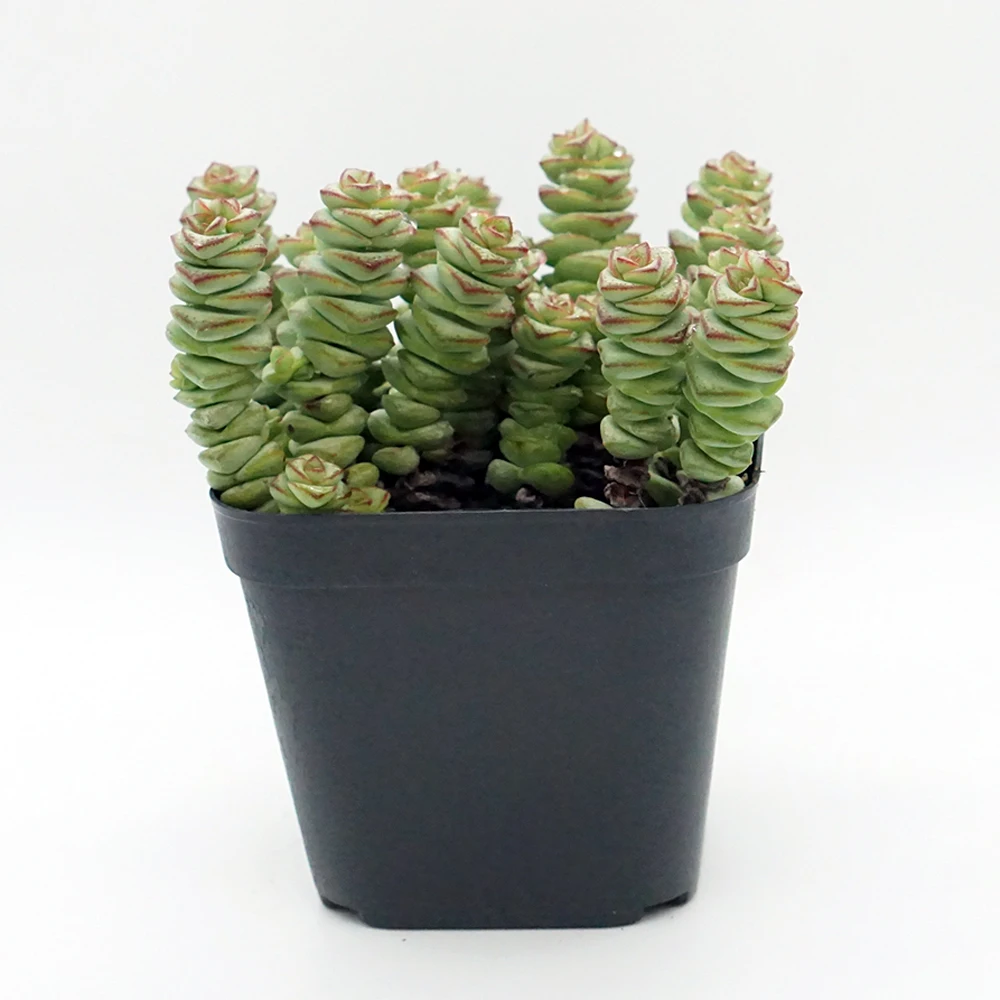 
Rare succulents wholesale plants live natural fresh korean echeveria succulents 