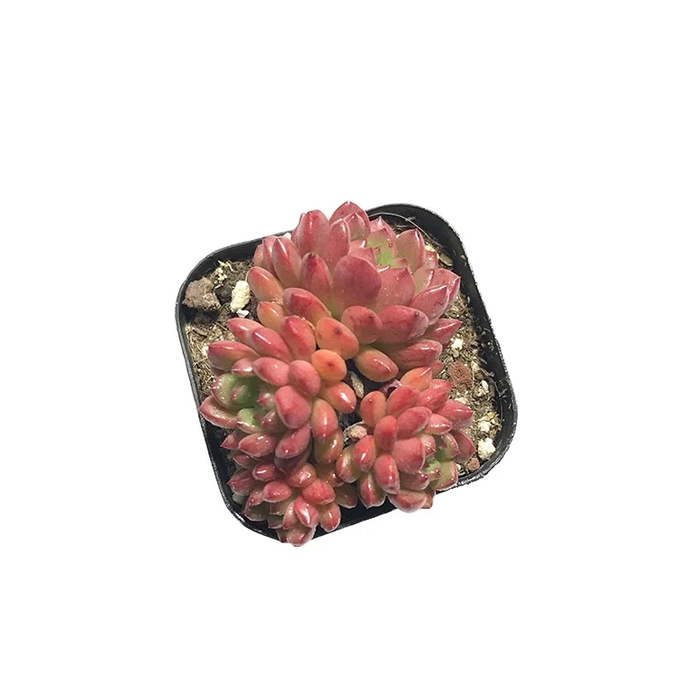 
cheap ruby succulent cactus live plants echeveri whole sale From farm 