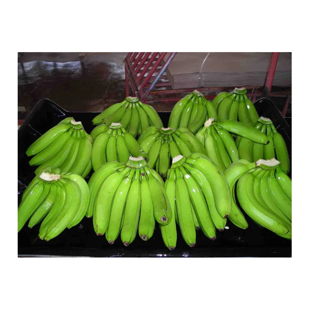 Best selling Fresh Green Cavendish Bananas Fresh Green Cavendish Bananas for export