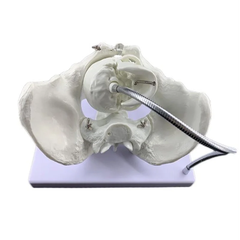 Medical Anatomy Human Skeleton Female Pelvis Model With Infant Skull For Midwifery Training