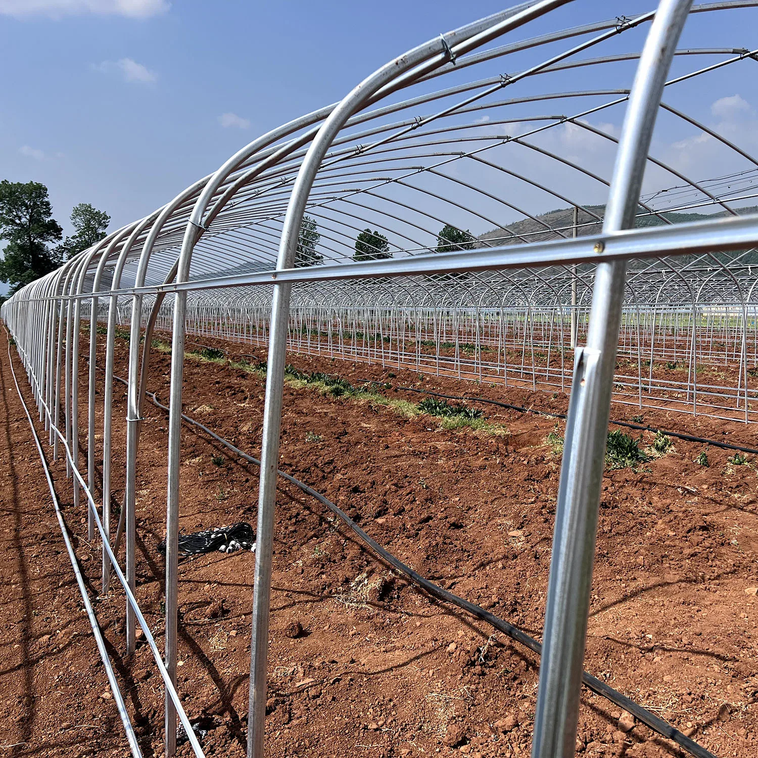 strawberries vertical farm hydroponic growing Greenhouse Film Tunnel  Strawberry Tomatoes Cucumber Greenhouse for sale