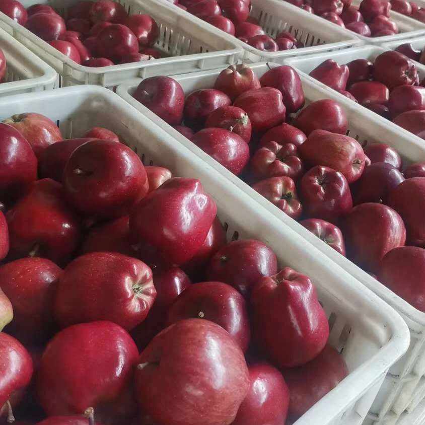 
Chinese Sweet Taste Fresh Delicious Red huaniu apples wholesale 