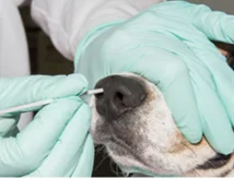 Disposable Nylon Animal Dna Sampling Transport Specimen Collection Pet Swabs For DNA