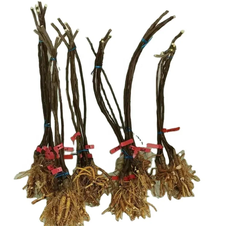 Оптовая продажа, саженцы розового, голубого, белого, фиолетового цветов с длинной глицинией