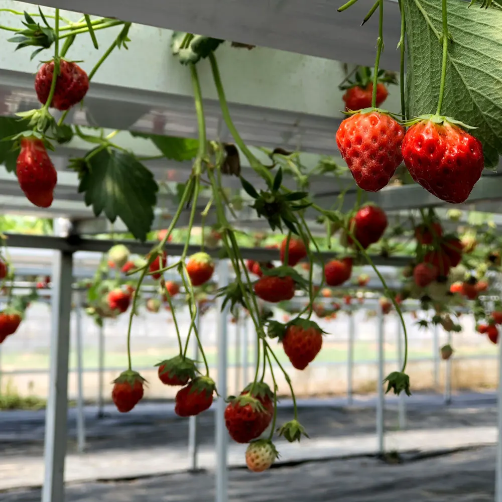 High quality nft channel new agricultural pvc nft hydroponics gully manufacture