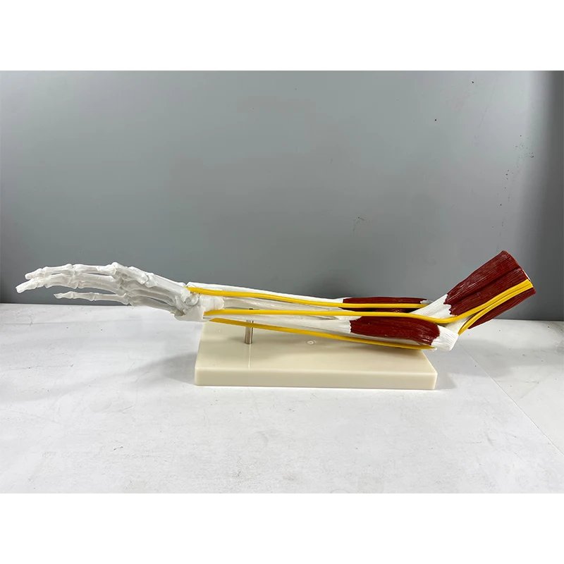 Human Skeletal Anatomy Model Hand Joint Ligament Muscle Model