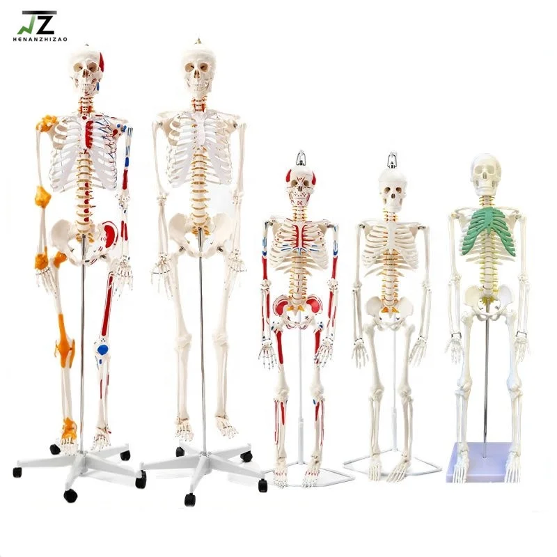 Human Anatomy 170cm  Skeleton Model Life Size Human Bone  Anatomical Medical Science Full Size Skeleton Model
