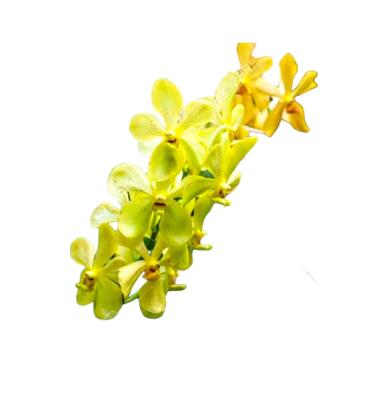 Yellow Mokara Fresh Cut Orchid Flower Orchids Flowers Are Fragrant For Export And Sold Within The Country From Orchid Farmers